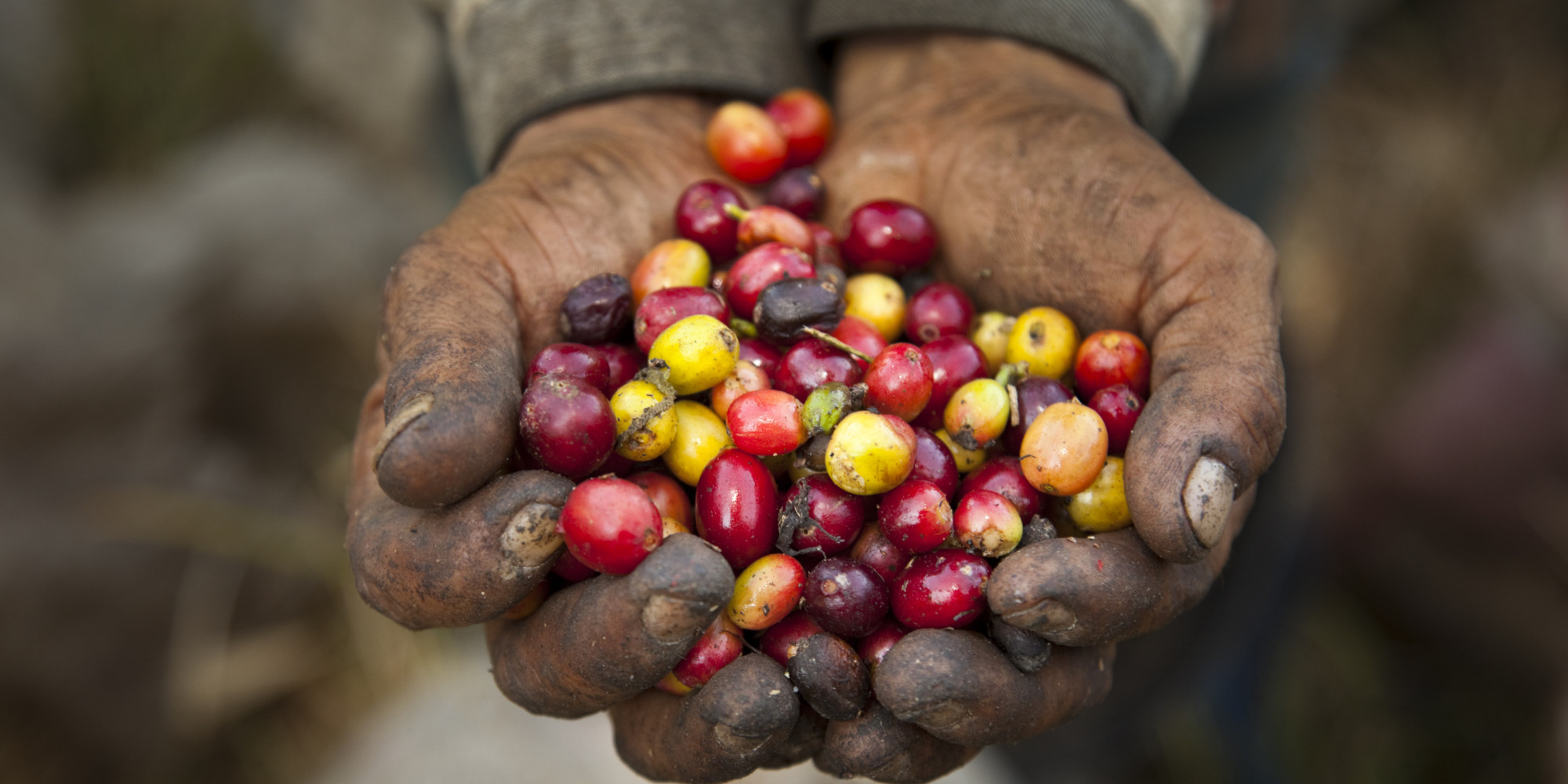 fair trade coffee        
        <figure class=