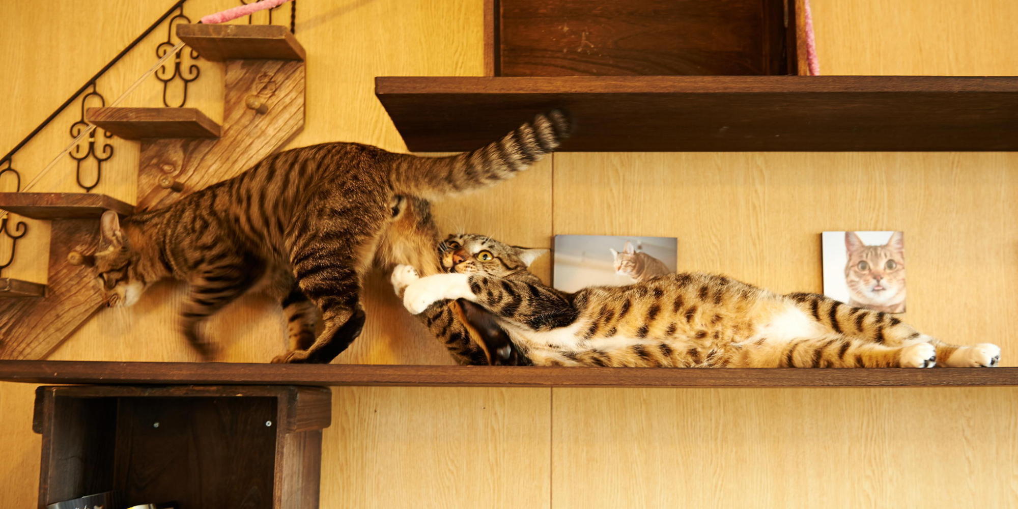 17 Cats Whose Love Lives Are A Complete Cat Astrophe Huffpost