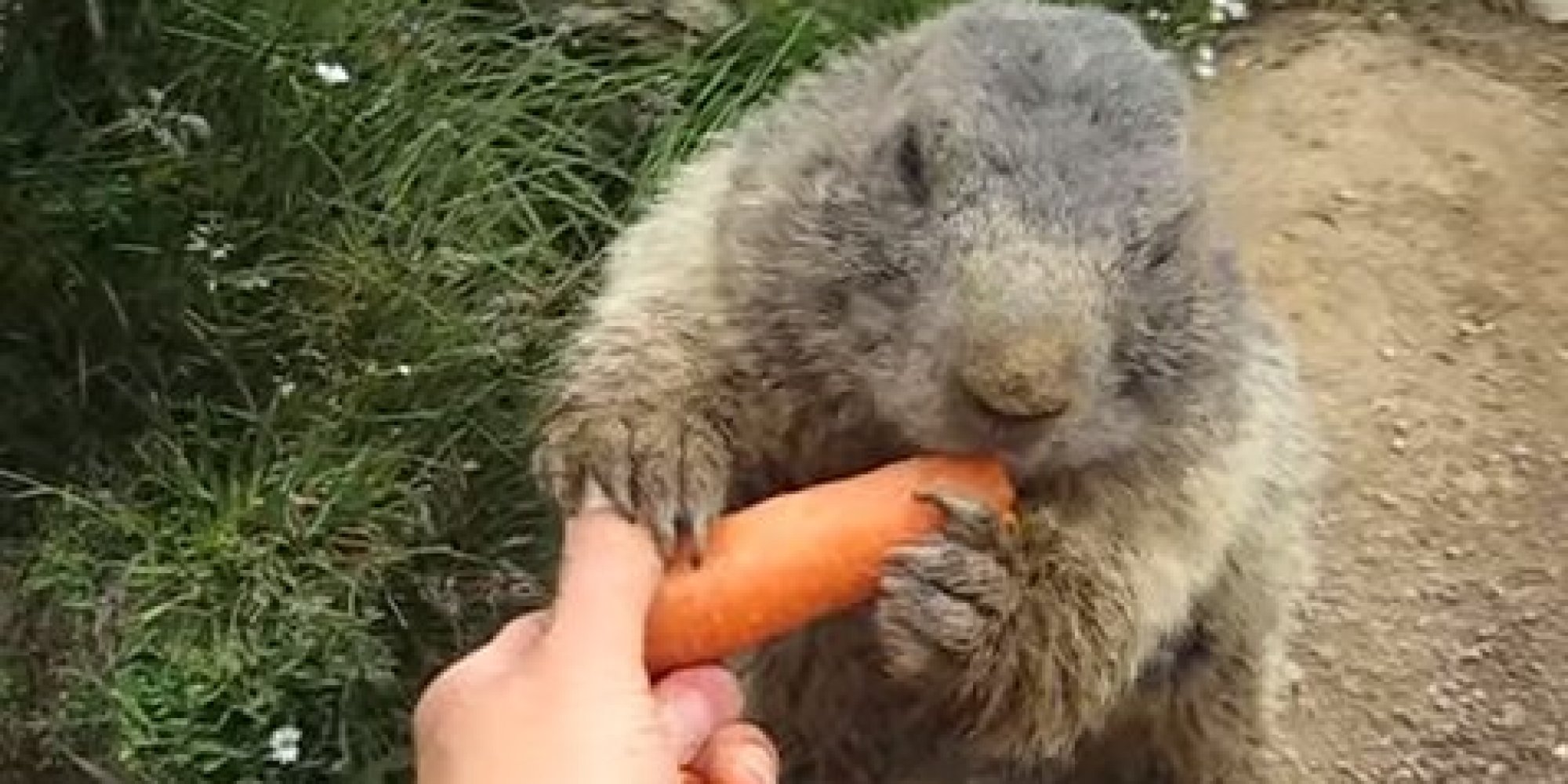 Does Groundhogs Eat Carrots Round Designs Do Groundhogs Eat Carrots Round Designs