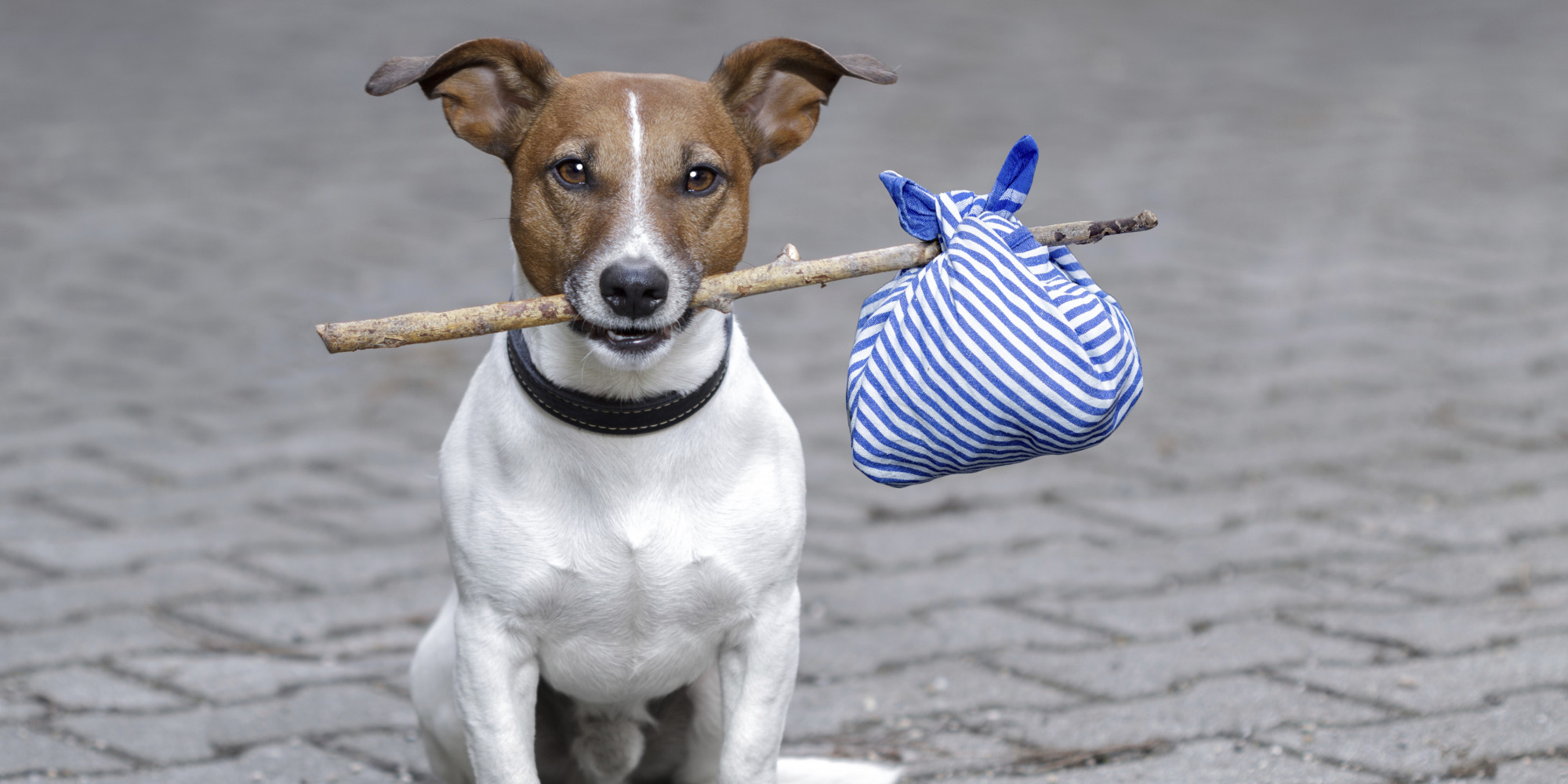 Single in the City and Want a Dog? 10 Things to Consider Before Taking the Plunge