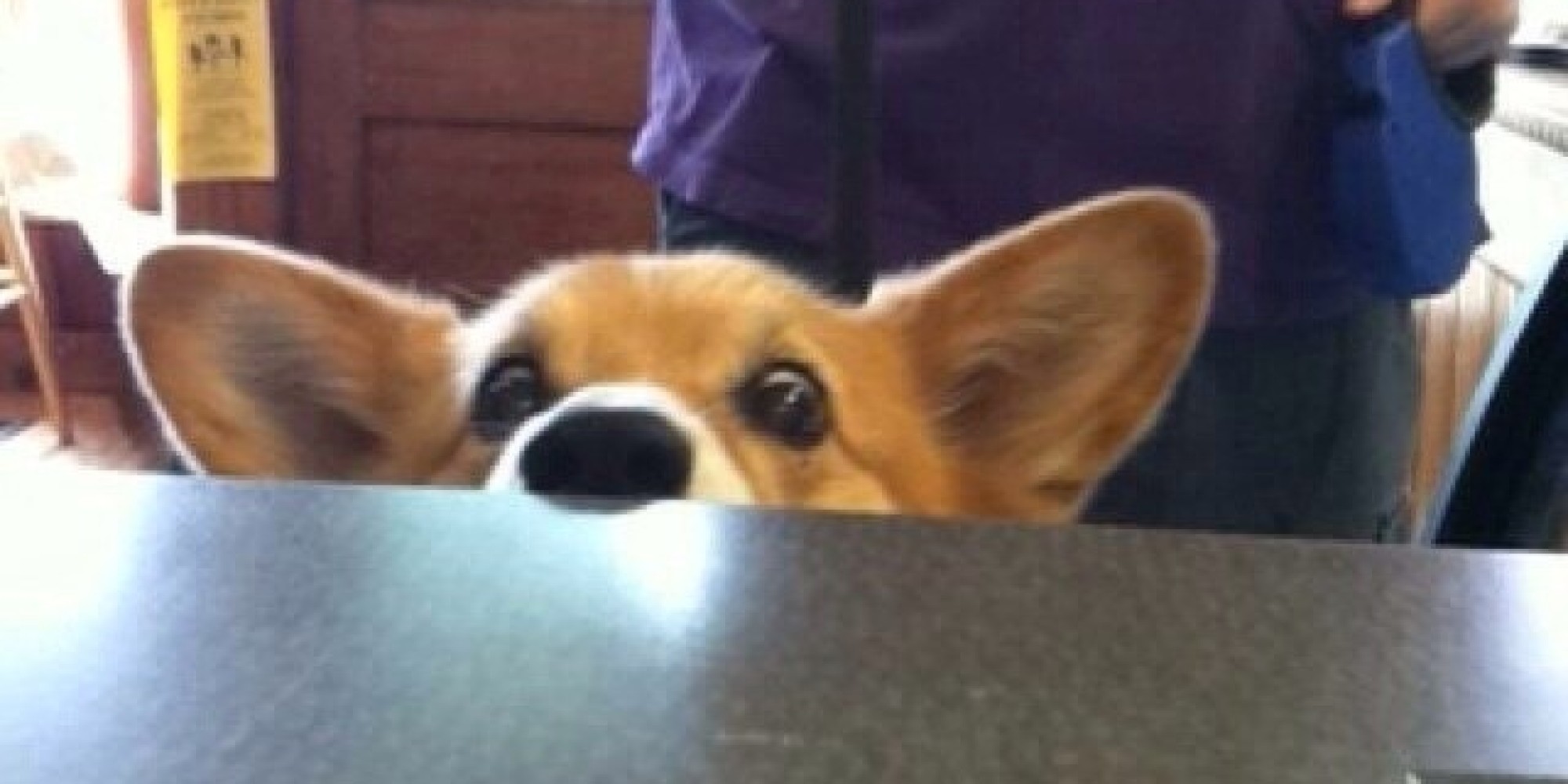 No Human Is Immune To This Corgi's Please-Can-I-Have-A-Treat Face