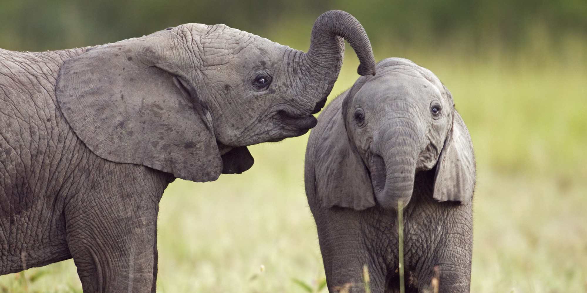 8 Facts That Show Us Elephants Are People, Too | HuffPost