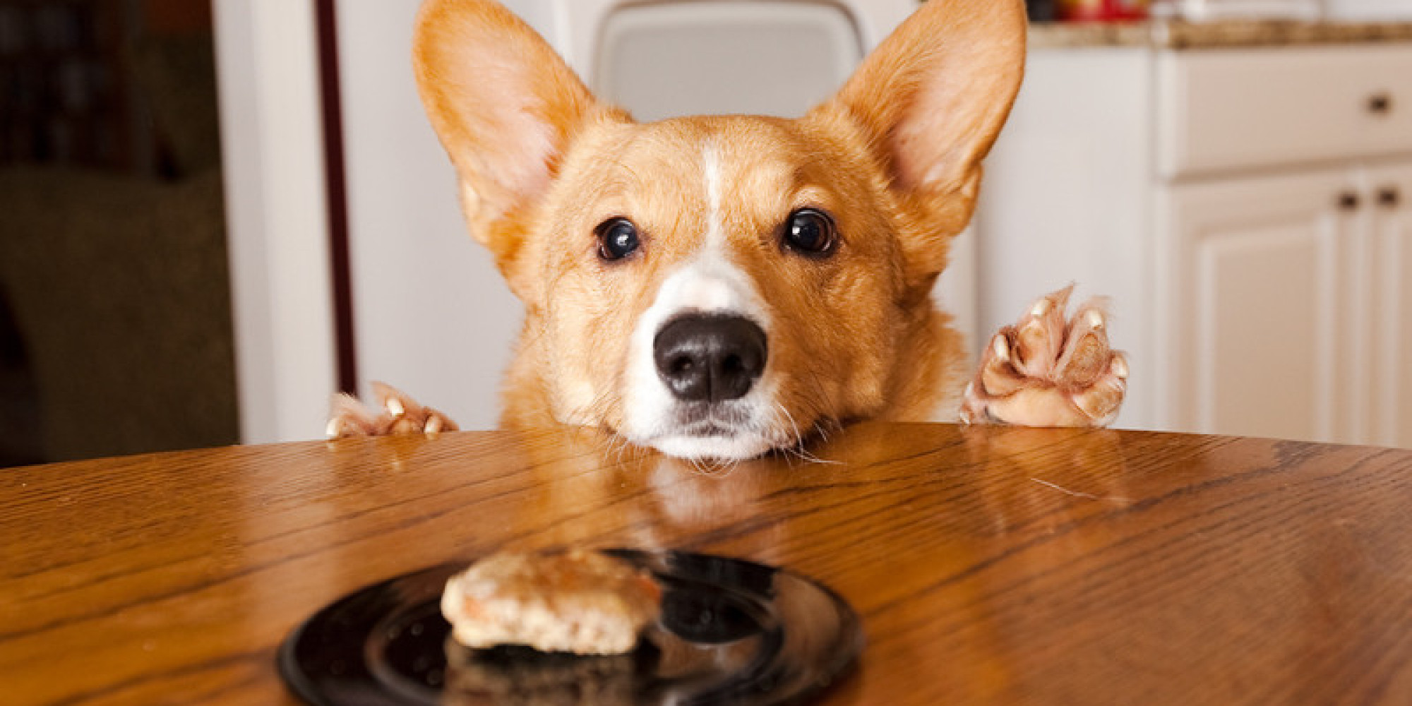 Homemade Dog Treats That'll Make Your Pup Wag With Glee 