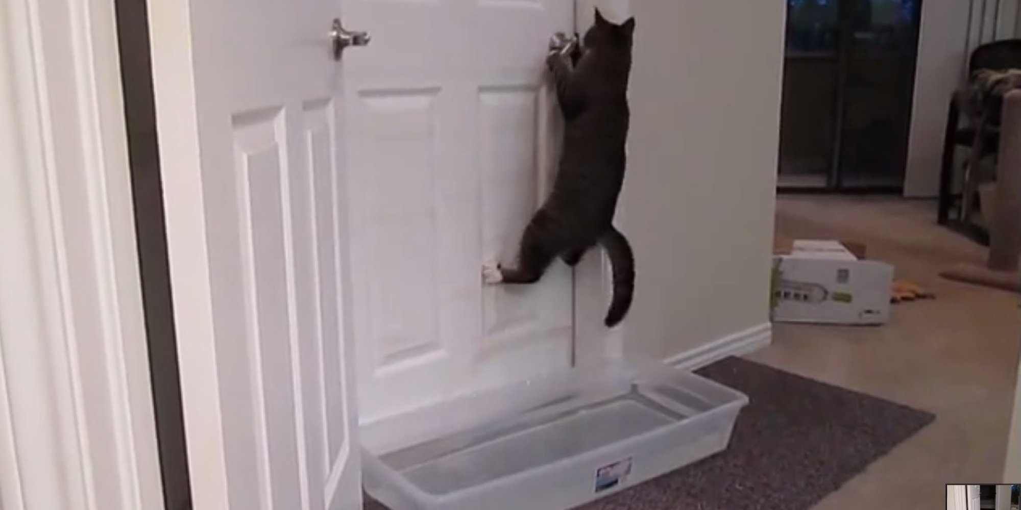 Cat Learns To Open Doors Will Haunt Your Dreams Huffpost