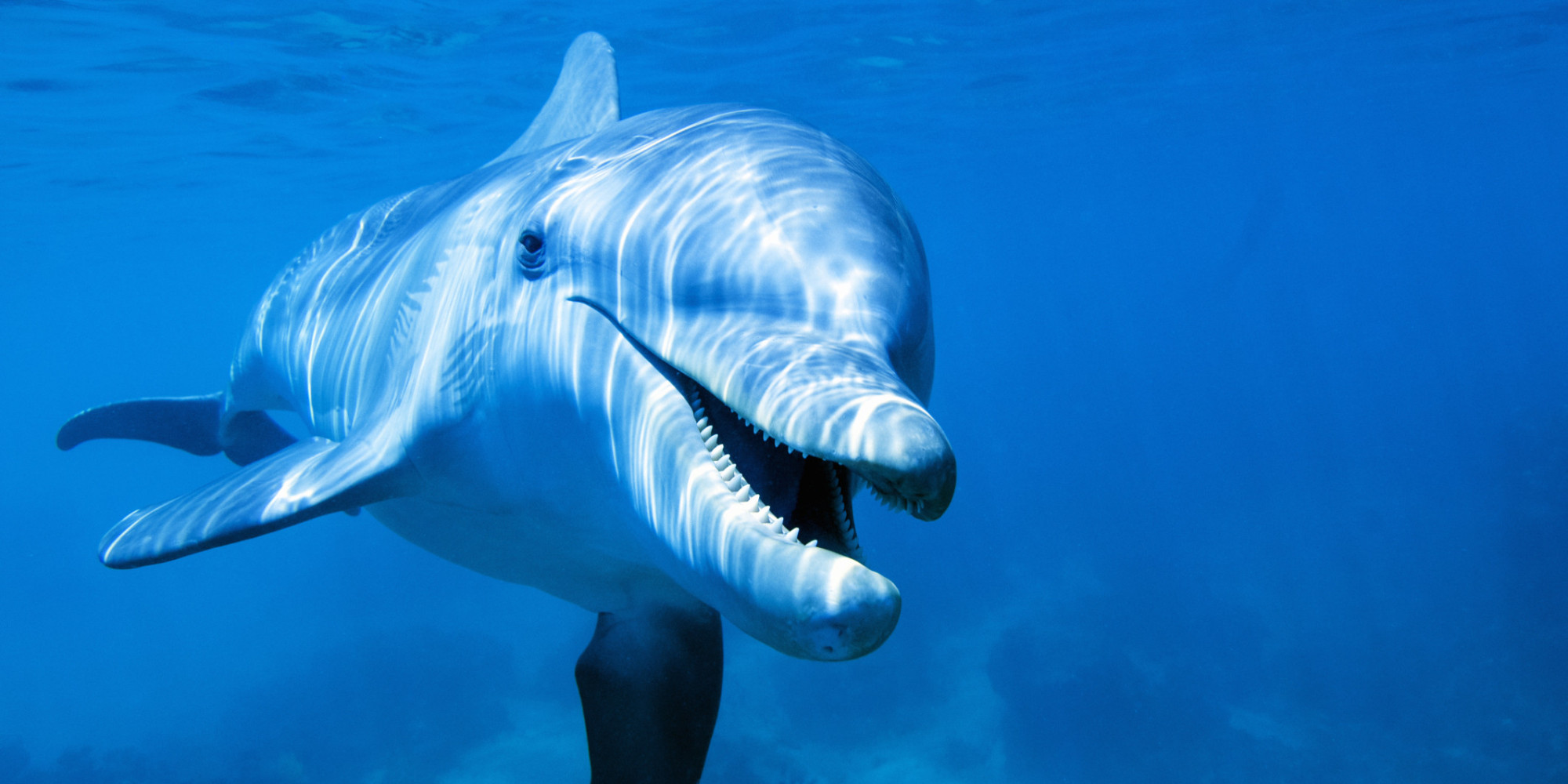 wheee-treats-make-dolphins-whales-squeal-like-happy-kids-huffpost