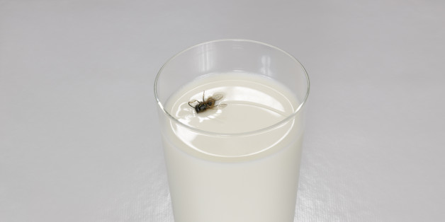 Αποτέλεσμα εικόνας για "flies" in milk