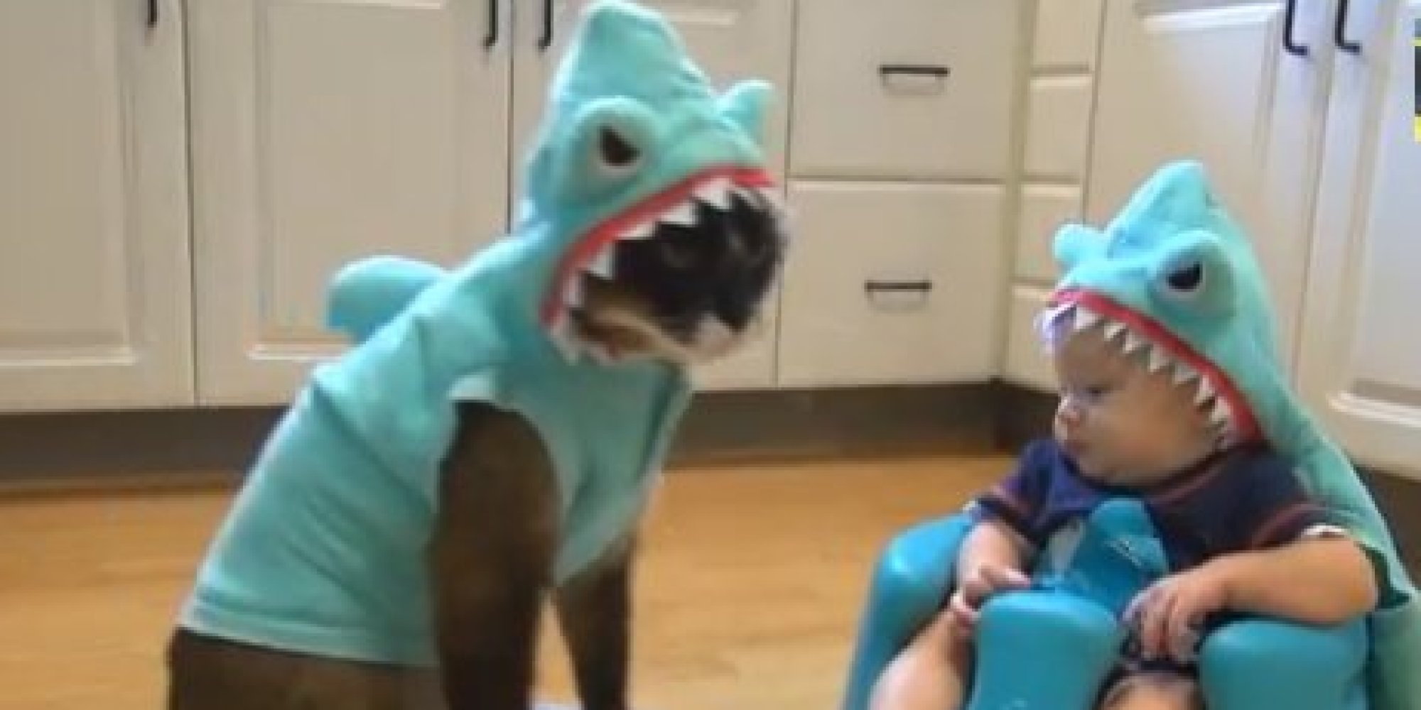 Roomba Riding Shark  Cat  Faces Off With Baby  In Shark  