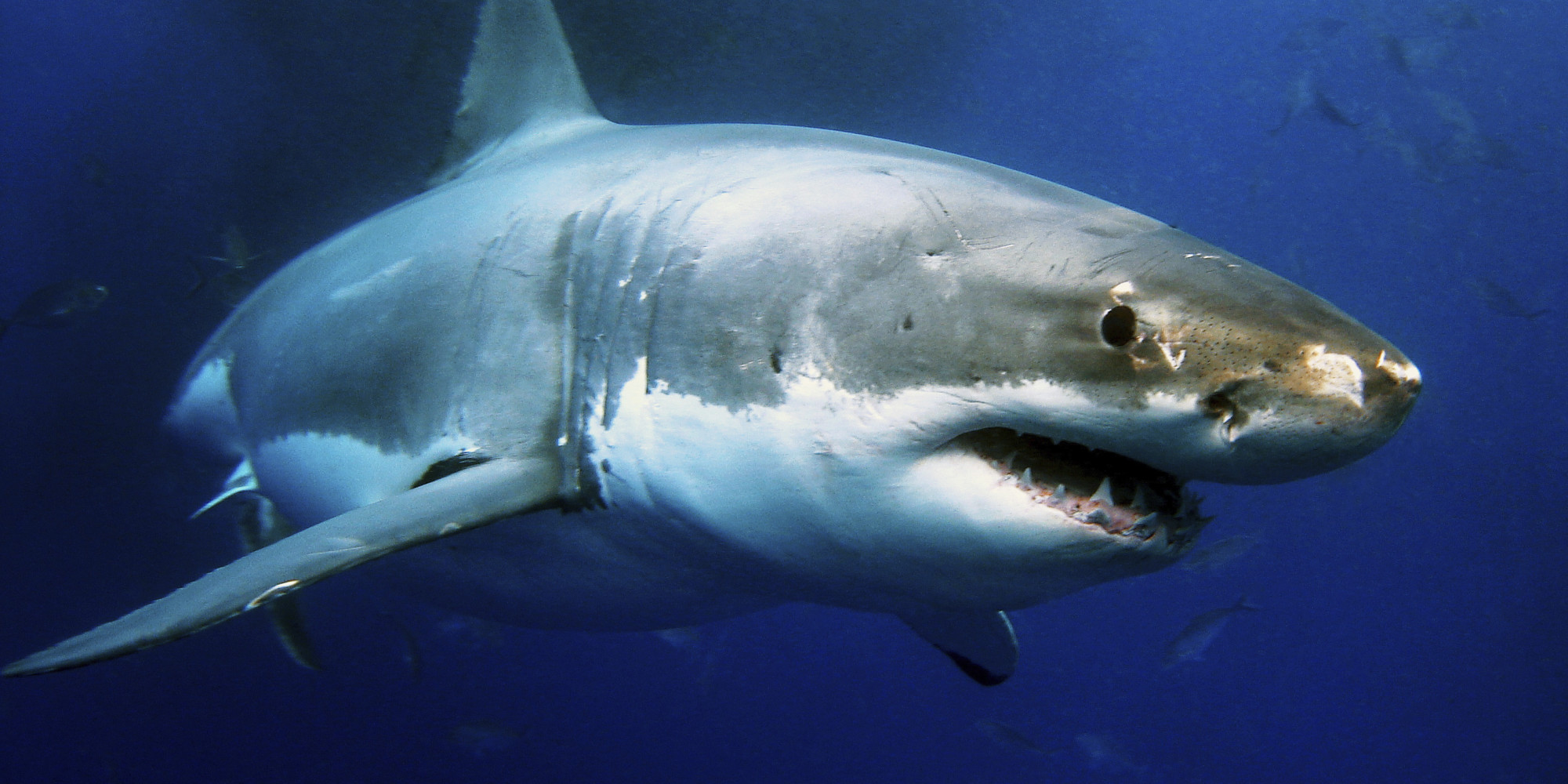 9 Most Successful Shark Tank Businesses | HuffPost