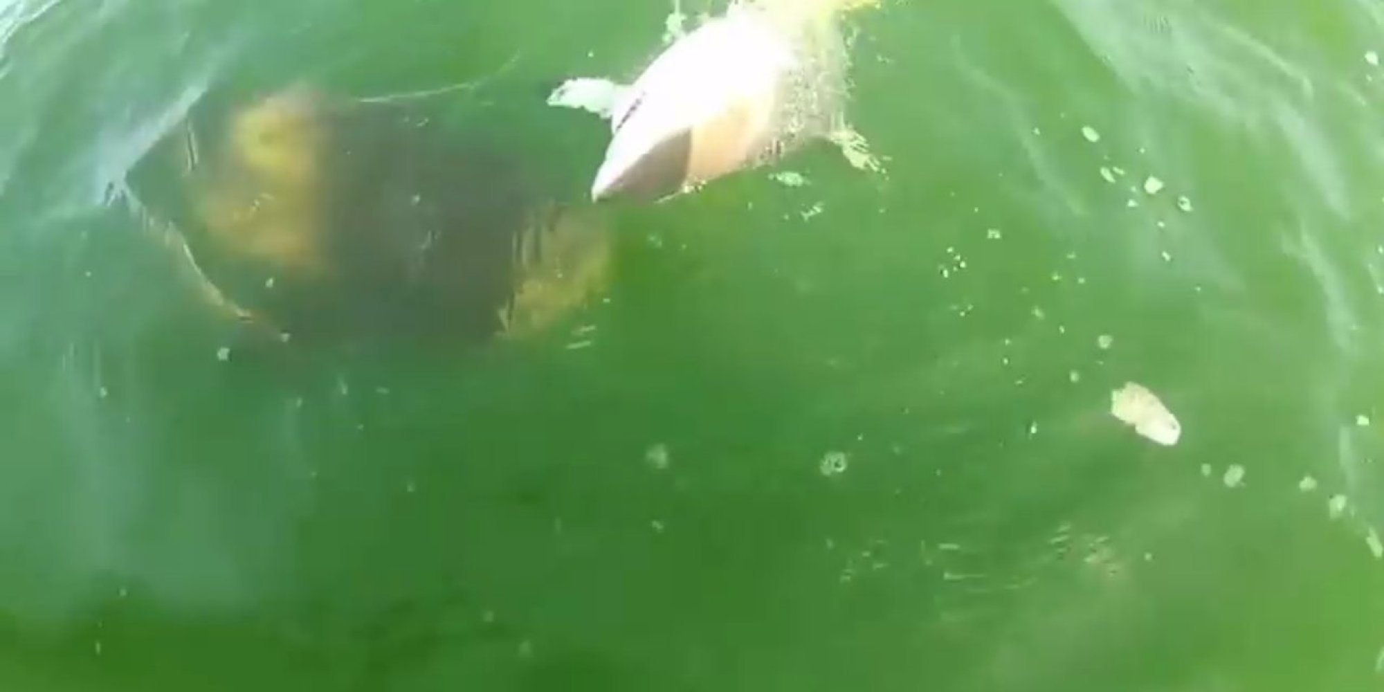Massive Fish Devours 4-Foot Shark In One Terrifying Bite | HuffPost