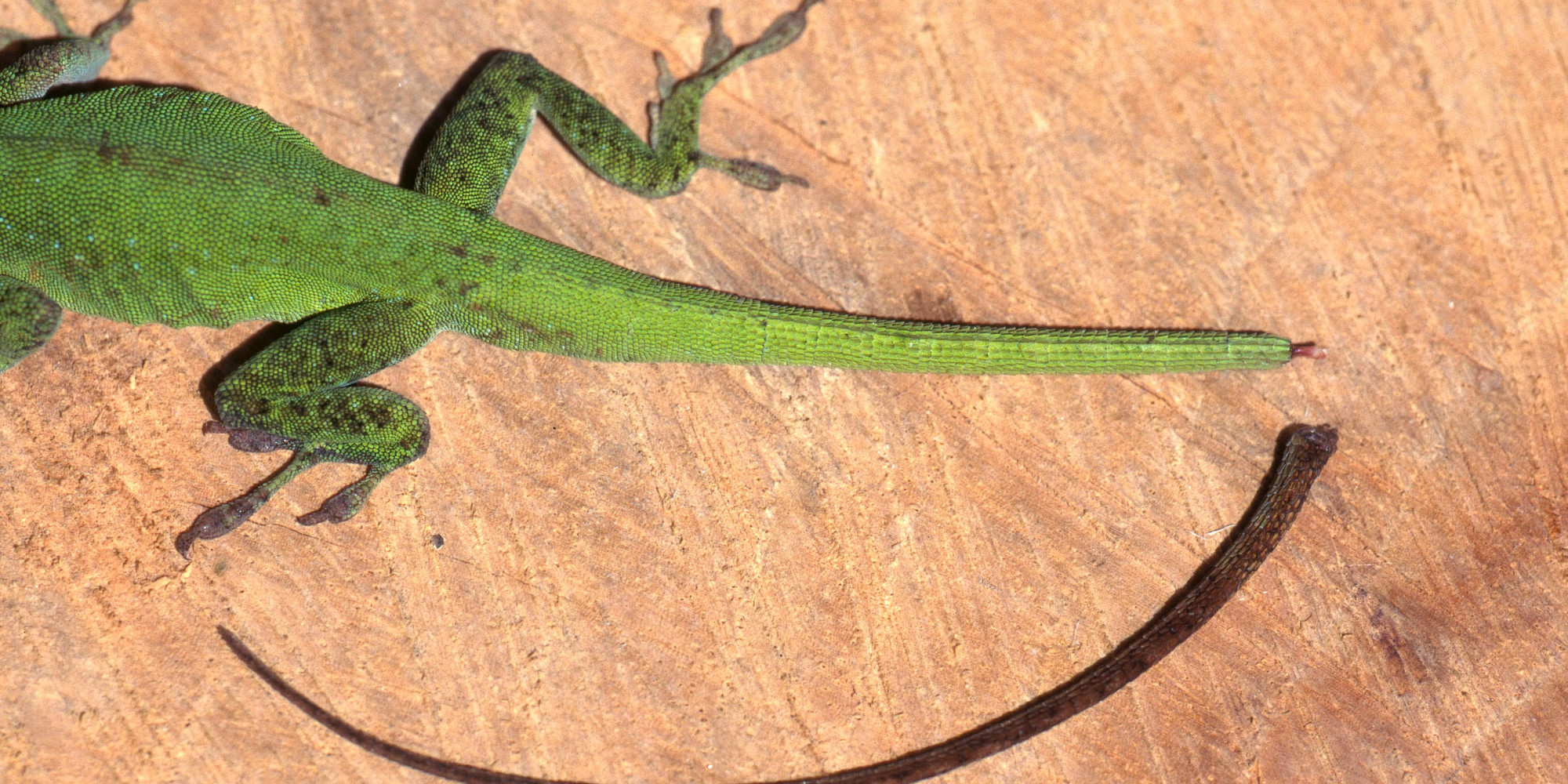 scientists-have-figured-out-how-lizards-regrow-their-tails-and-that-s