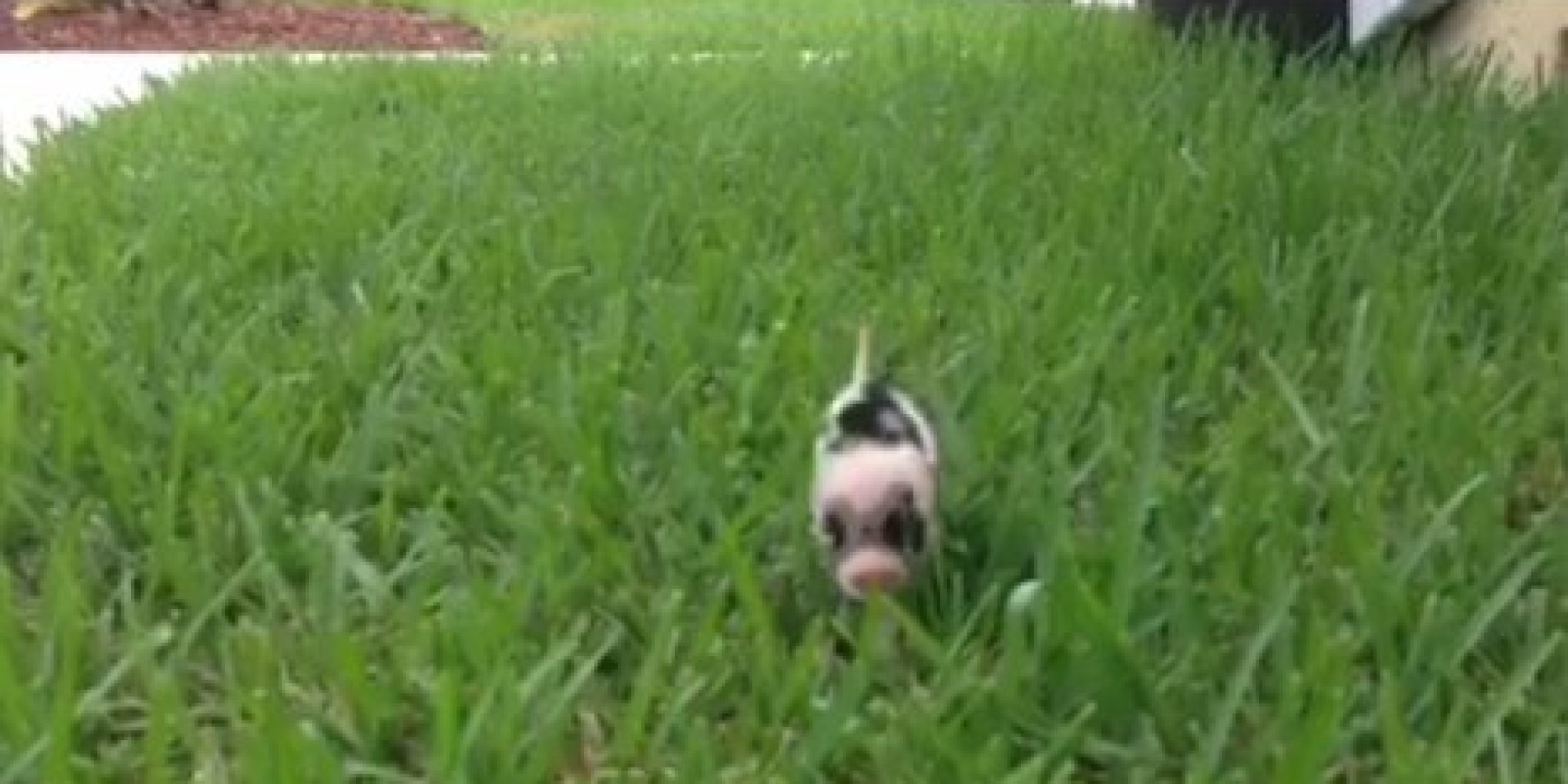 This Vine Of A Tiny Piglet Prancing Through Grass Will Be The Best 6