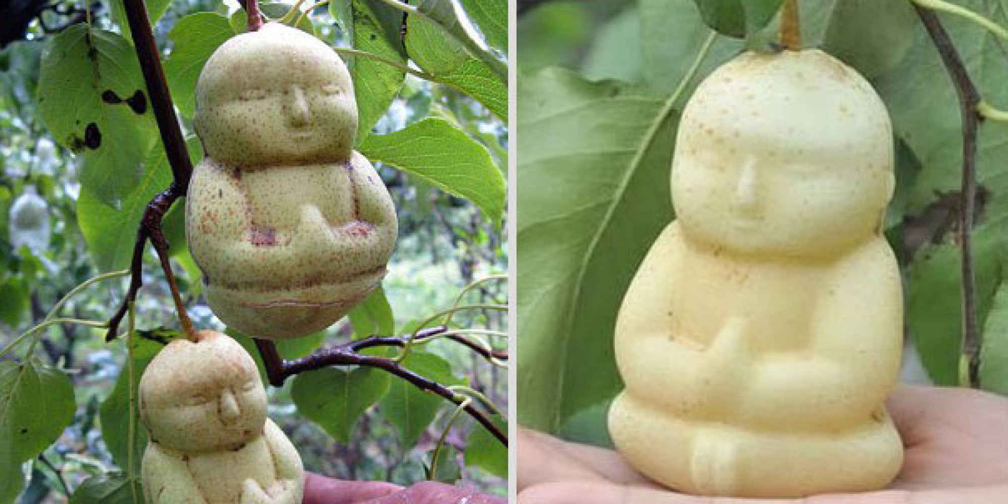 Buddha Fruit: The Ultimate Guide To This Miraculous Superfood