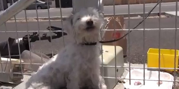 Das gerettete Hundebaby an den Gleisen in Los Angeles