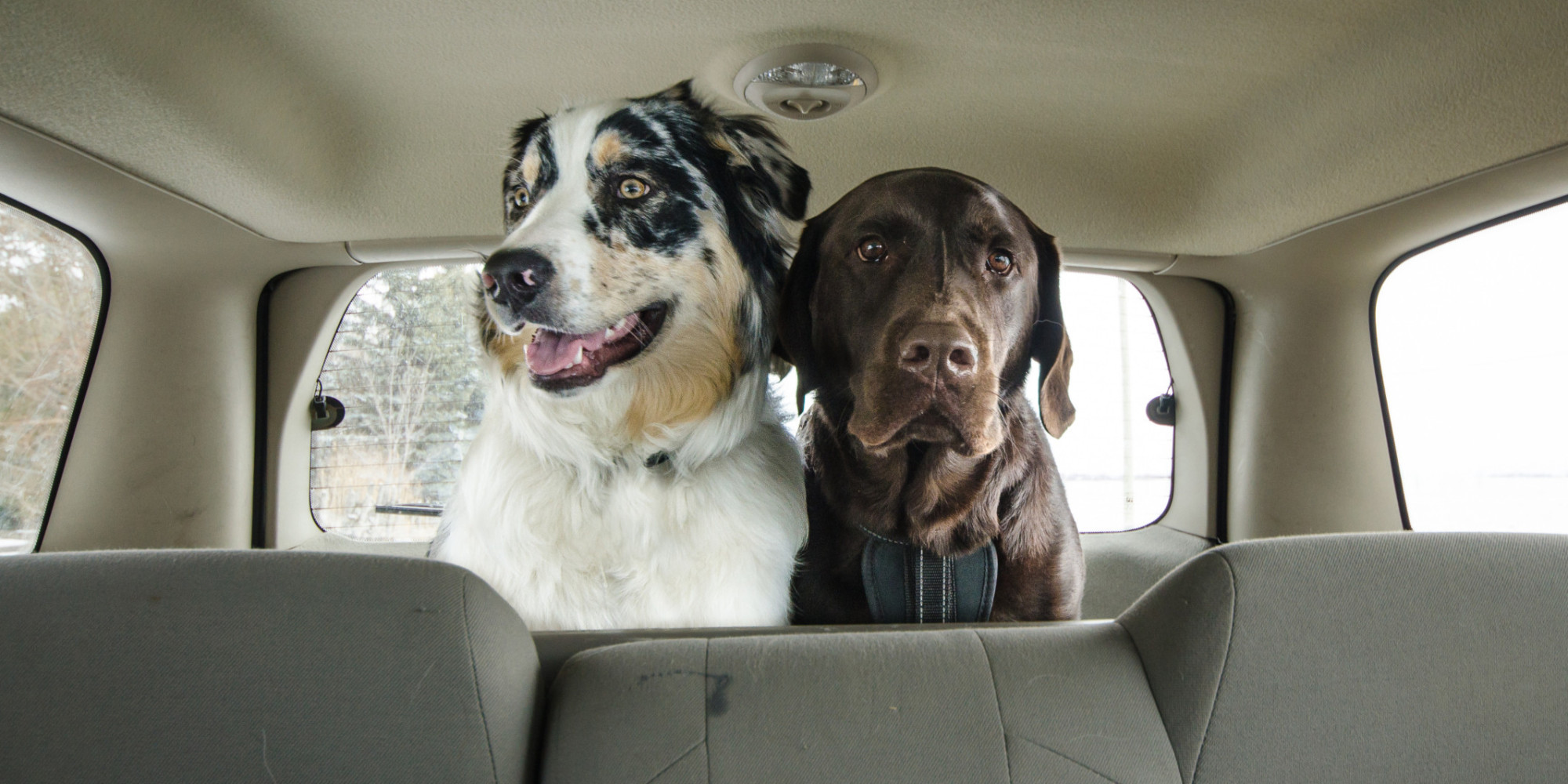 If You Need Scientific Proof Never To Leave Your Dog In The Car, Here