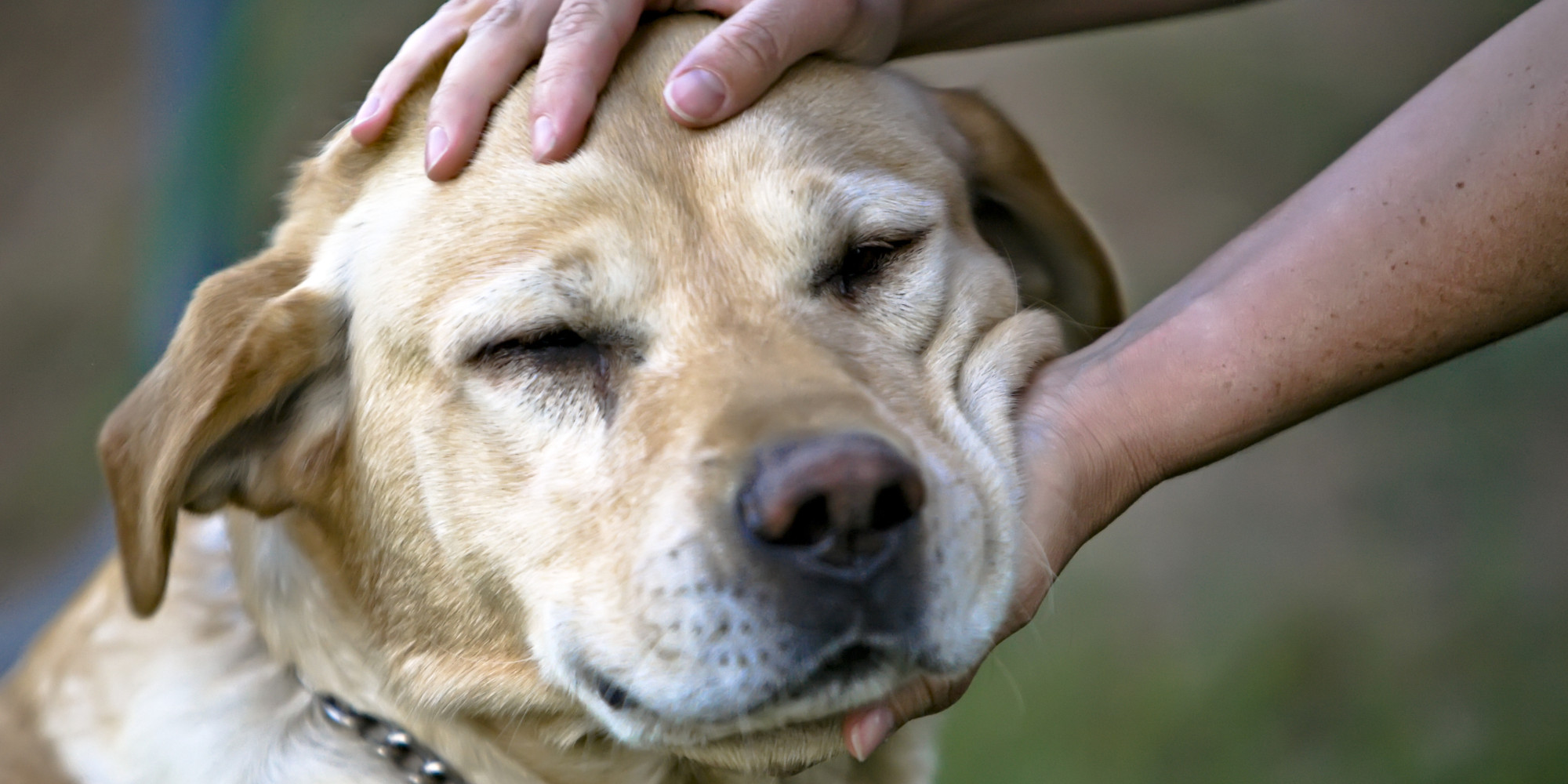 Dogs Prefer Petting Way More Than You Thought HuffPost