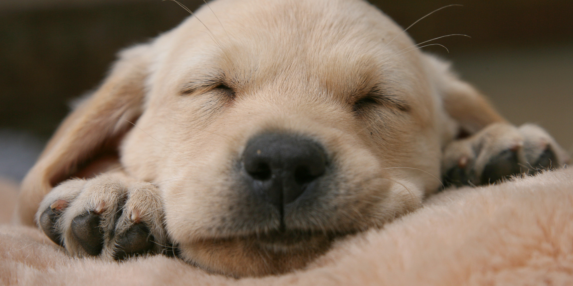 10 Great Reminders Of How Much We Love Sleep | HuffPost