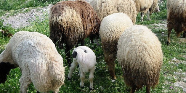 Tunisie: Pourquoi les moutons seront encore plus chers cet Aïd