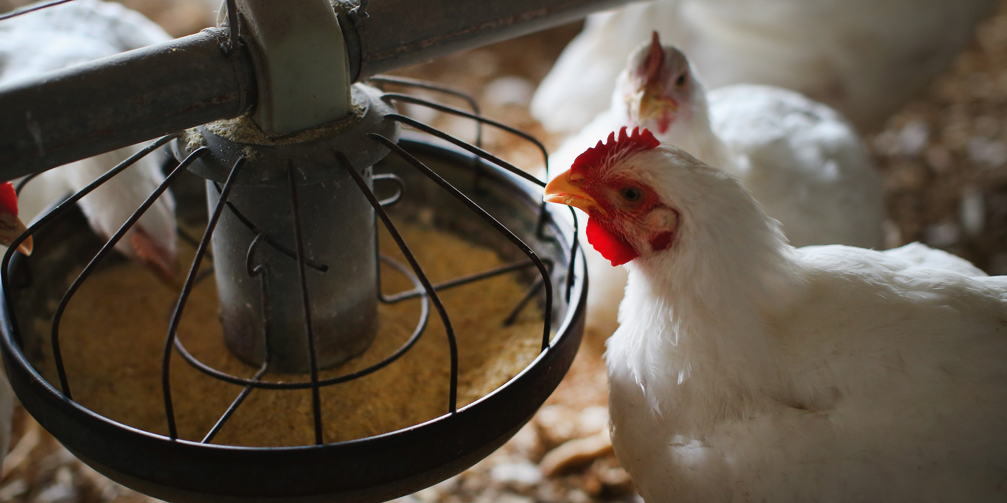 Major Poultry Farms Routinely Feed Antibiotics To Chickens HuffPost