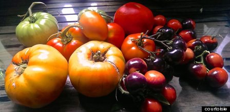 tomates