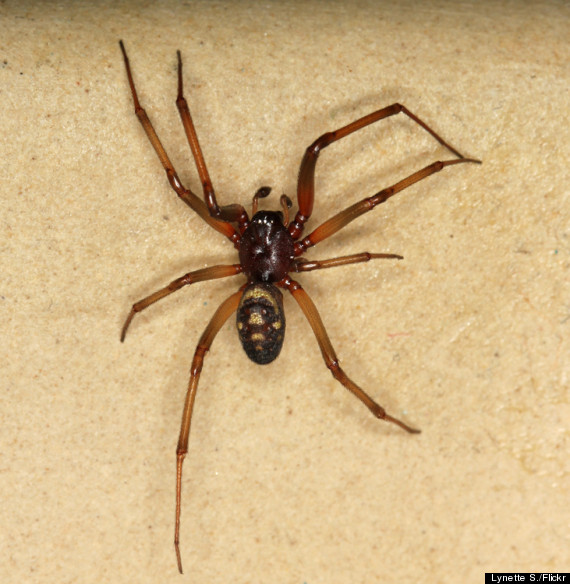 False Widow Spider Bites Arachnophobic Teenager Charley Porter SEVEN ...