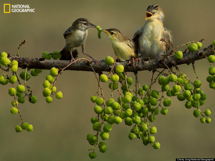 Risultati immagini per wildlife photography of the year 2017