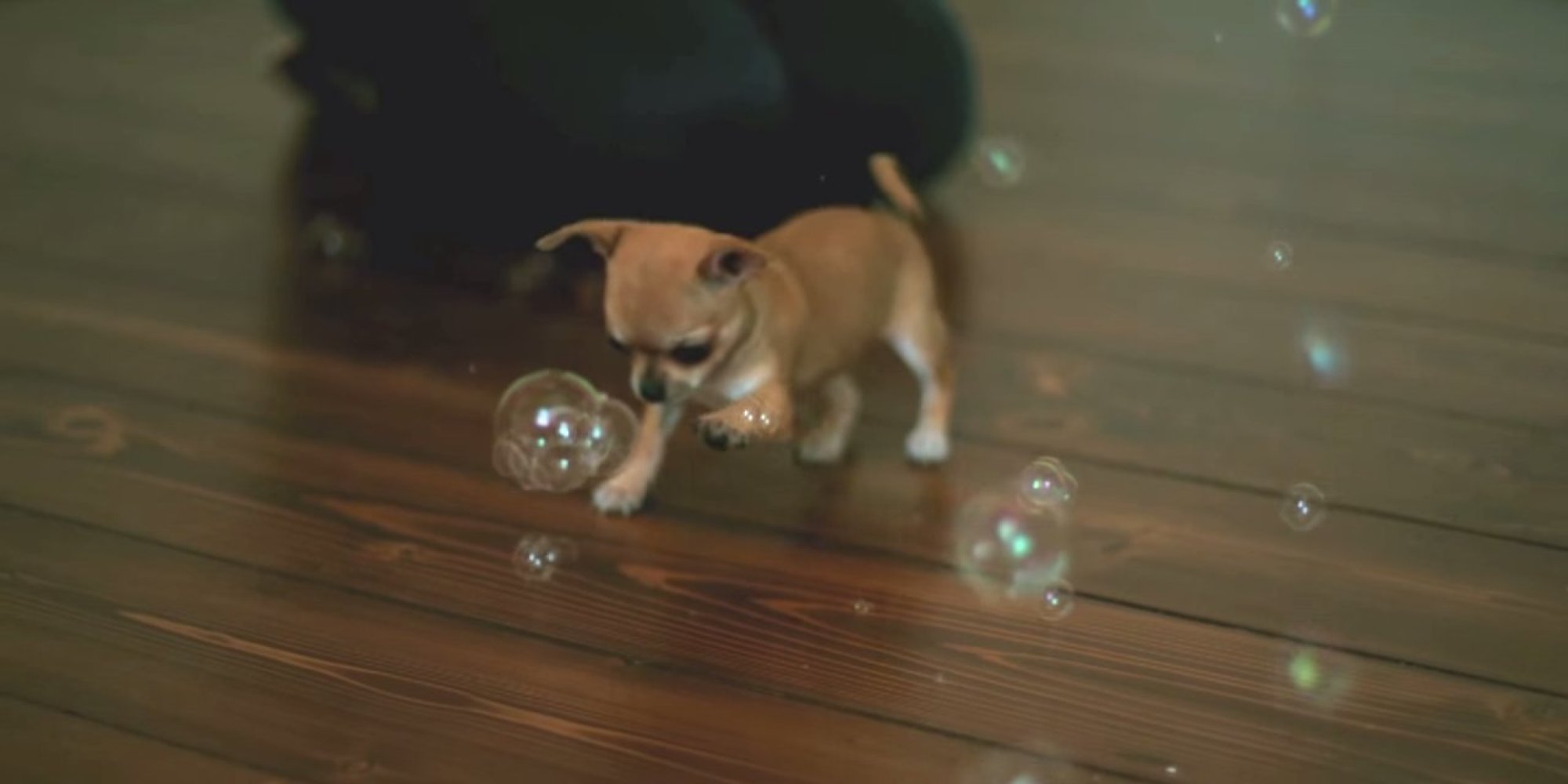 A Chihuahua Chasing Bubbles In Slow Motion. That's All HuffPost