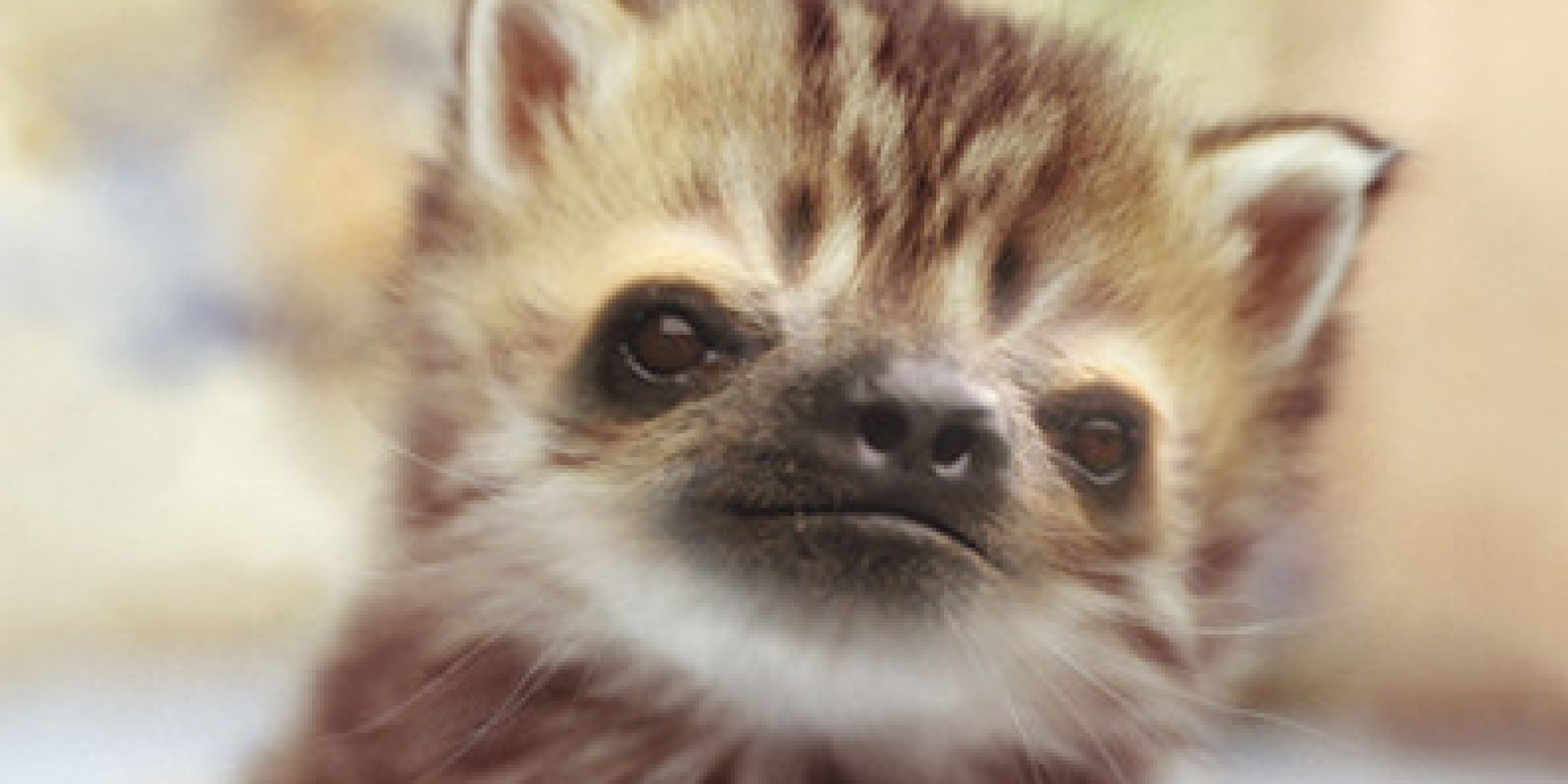 �Slittens,� SlothKitten Frankensteins, Are Here To Steal