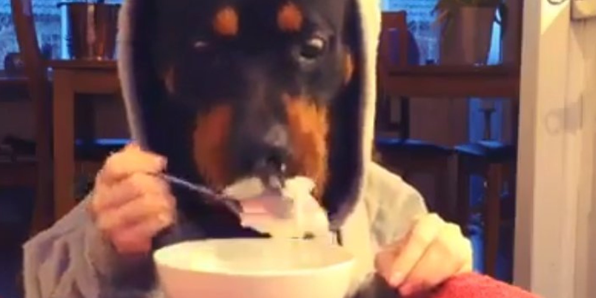 Dog In Hoodie Eating Cereal