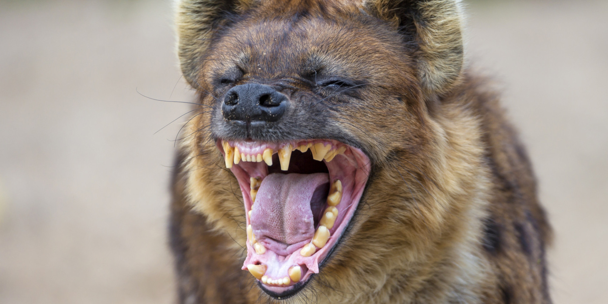 Japanese Zoo Spends Years Trying To Mate Male Hyenas | HuffPost