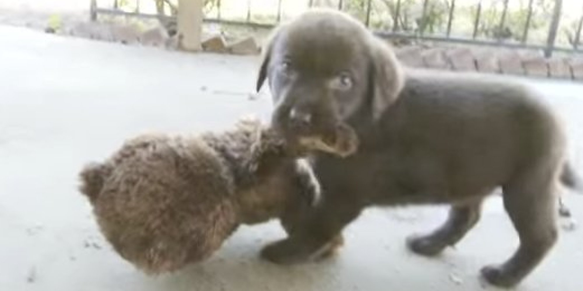 chocolate lab teddy bear