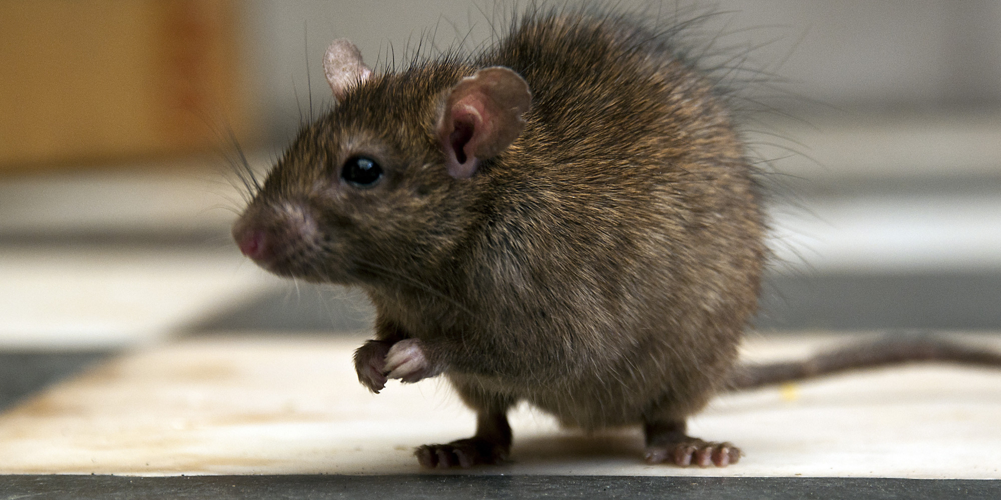 the-nation-s-most-rat-infested-city-isn-t-the-one-you-d-guess-huffpost