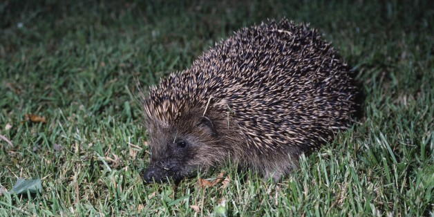 UNSPECIFIED - FEBRUARY 17: European hedgehog (Erinaceus europeus), Erinaceidae. (Photo by DeAgostini/Getty Images)