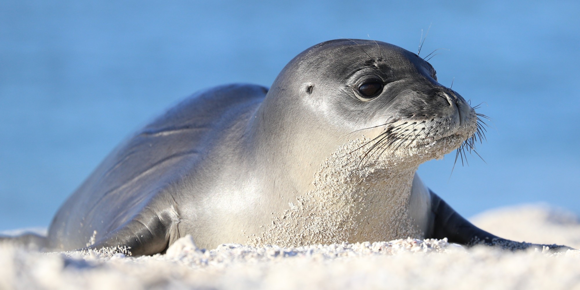 Endangered Hawaiian Monk Seals Making Very Cute Comeback HuffPost