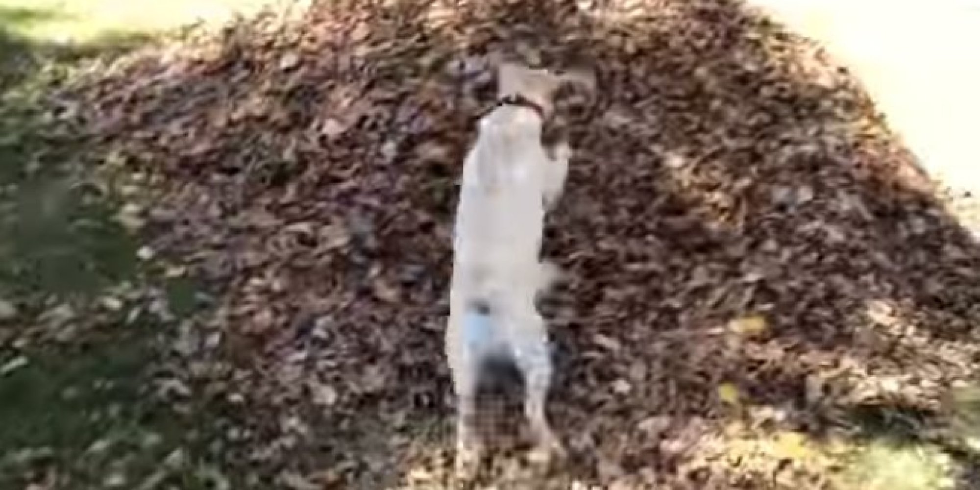 Stella The Dog Discovers The Joys Of Fall In A Pile Of Leaves HuffPost