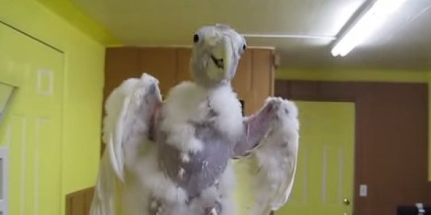 dancing cockatoo bird