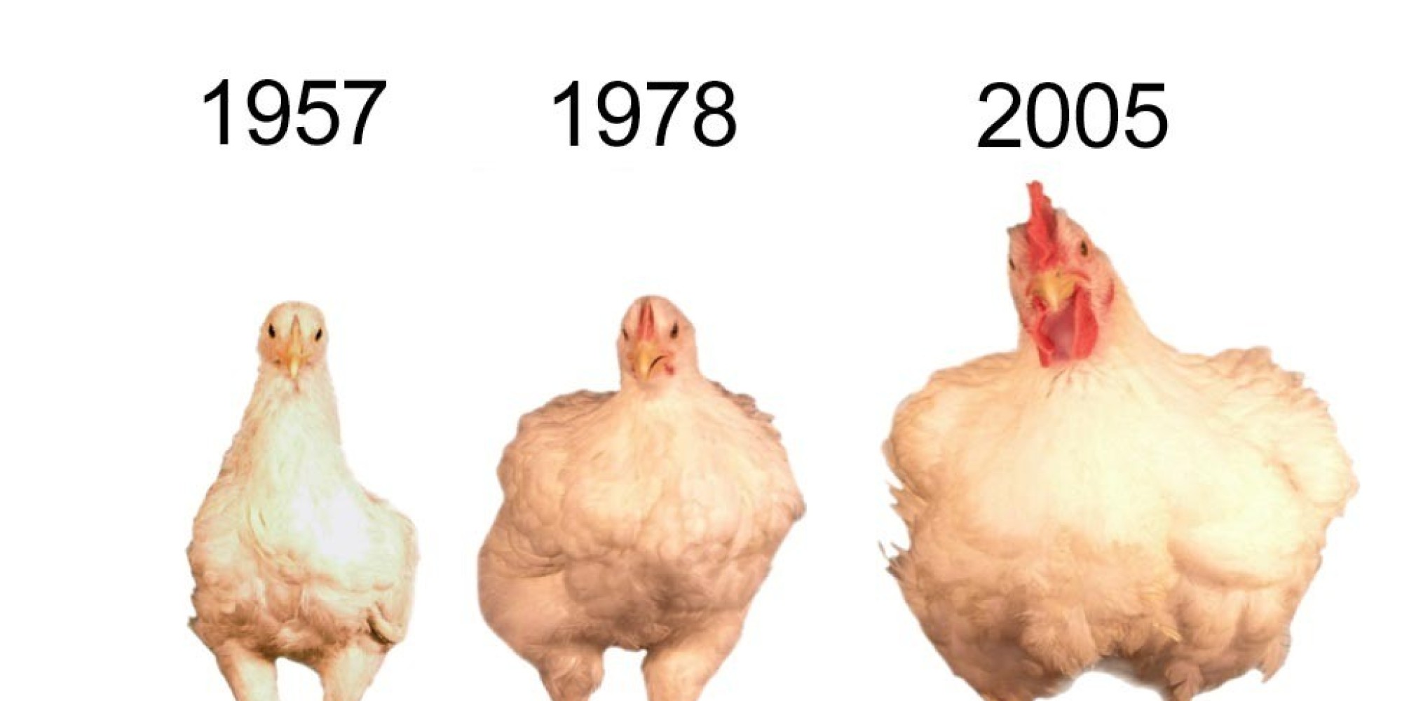 Chickens Look Way Different Today And Here s The Reason Why HuffPost