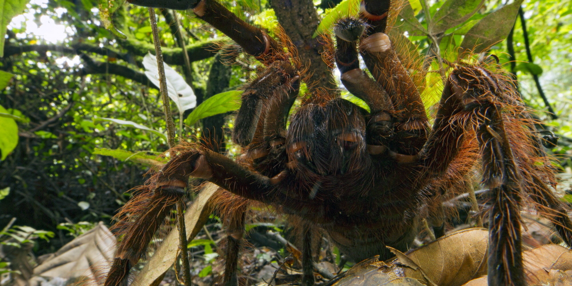 Puppy-Sized Spider Makes Us Want To Cuddle (PHOTOS) | HuffPost
