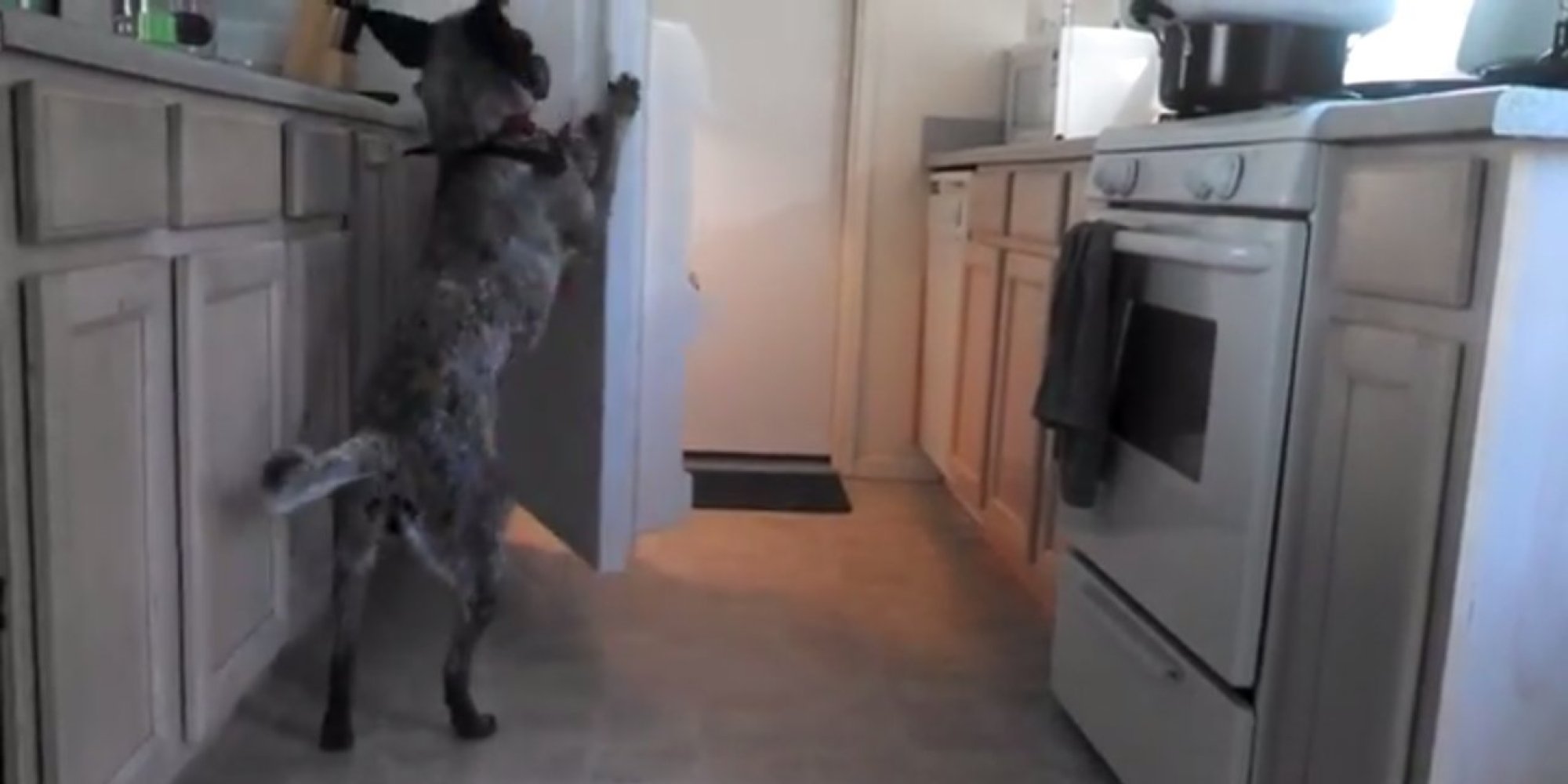 Man Trains Dog To Bring Him Beer From The Fridge, Dog Even Shuts The ...