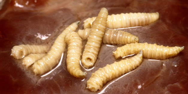 How Maggots Can Reveal Whether You're Liberal Or Conservative | HuffPost