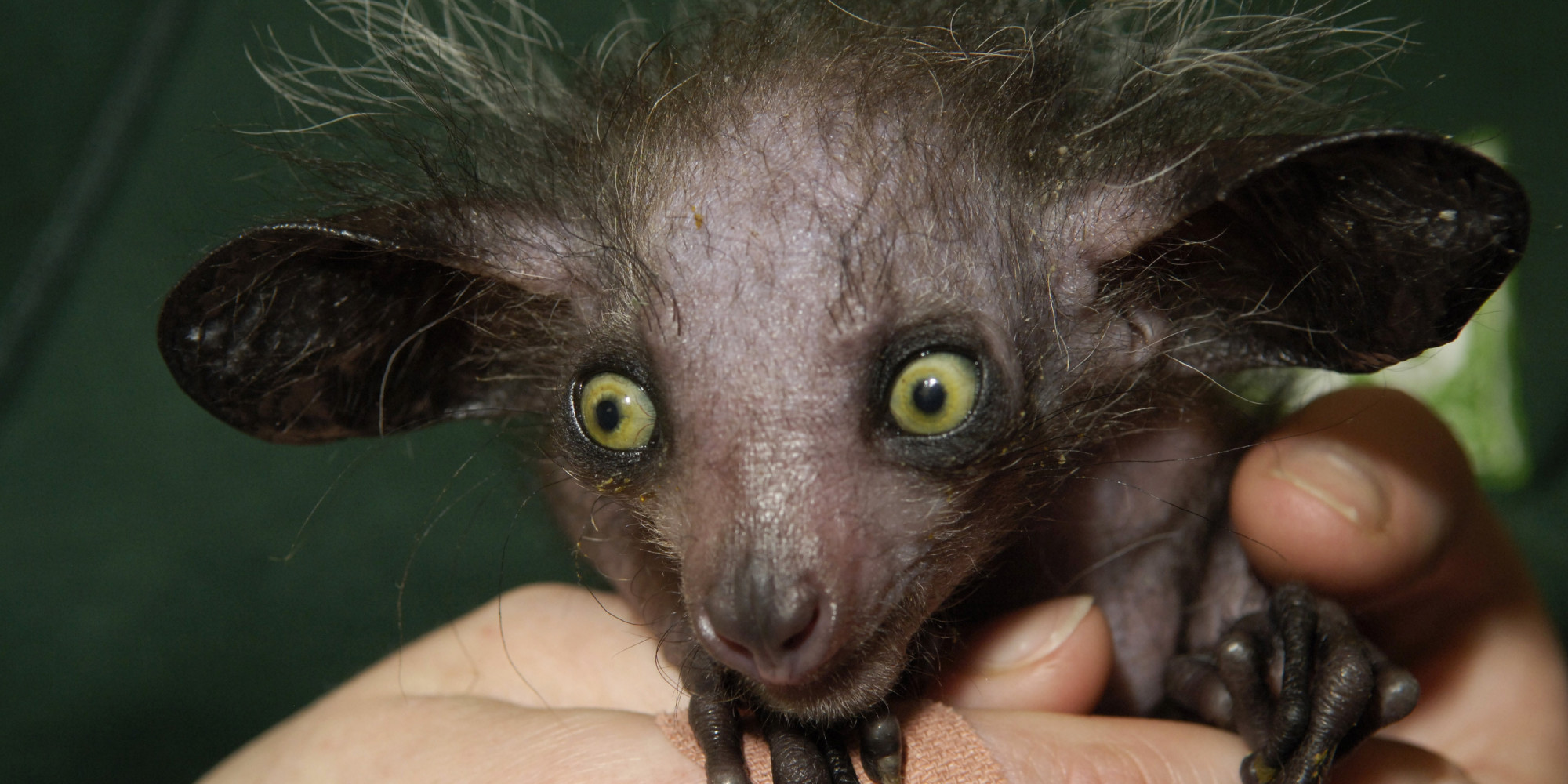 11-of-the-scariest-looking-creatures-in-the-animal-kingdom-huffpost