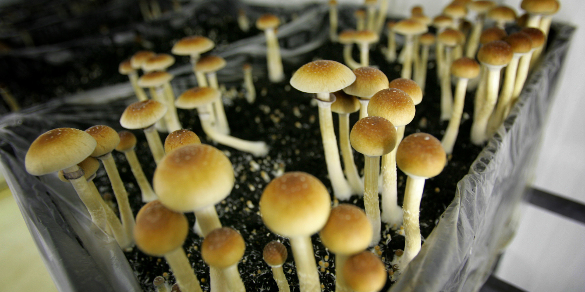 What We Really Know About Psychedelic Mushrooms HuffPost