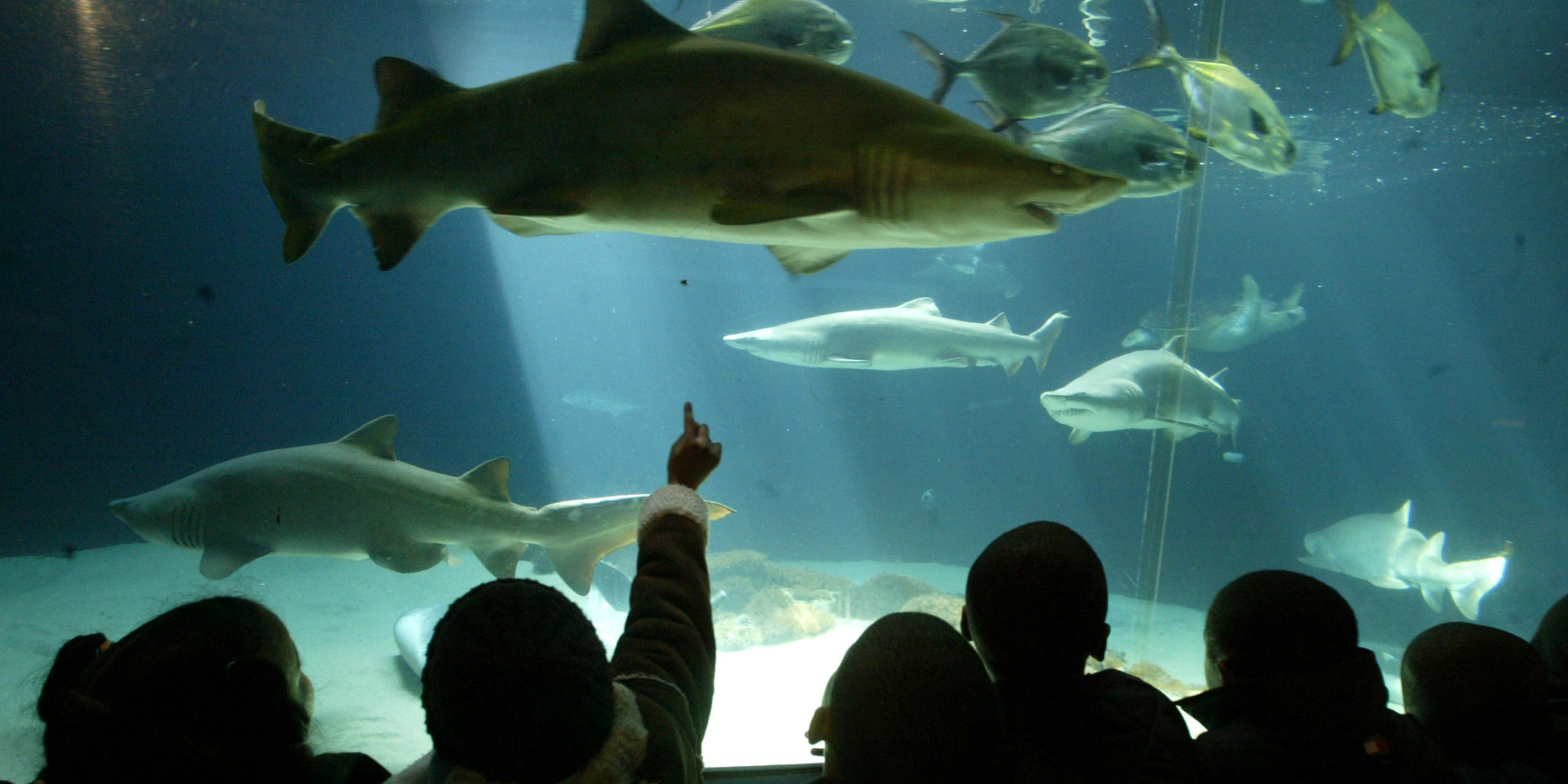 A New New York Aquarium - O CONEY ISLAND AQUARIUM Facebook