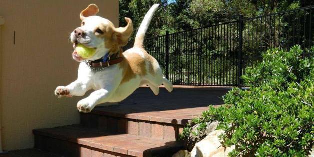 Un concours de Photoshop autour de la photo du "chiot le plus heureux du monde"
