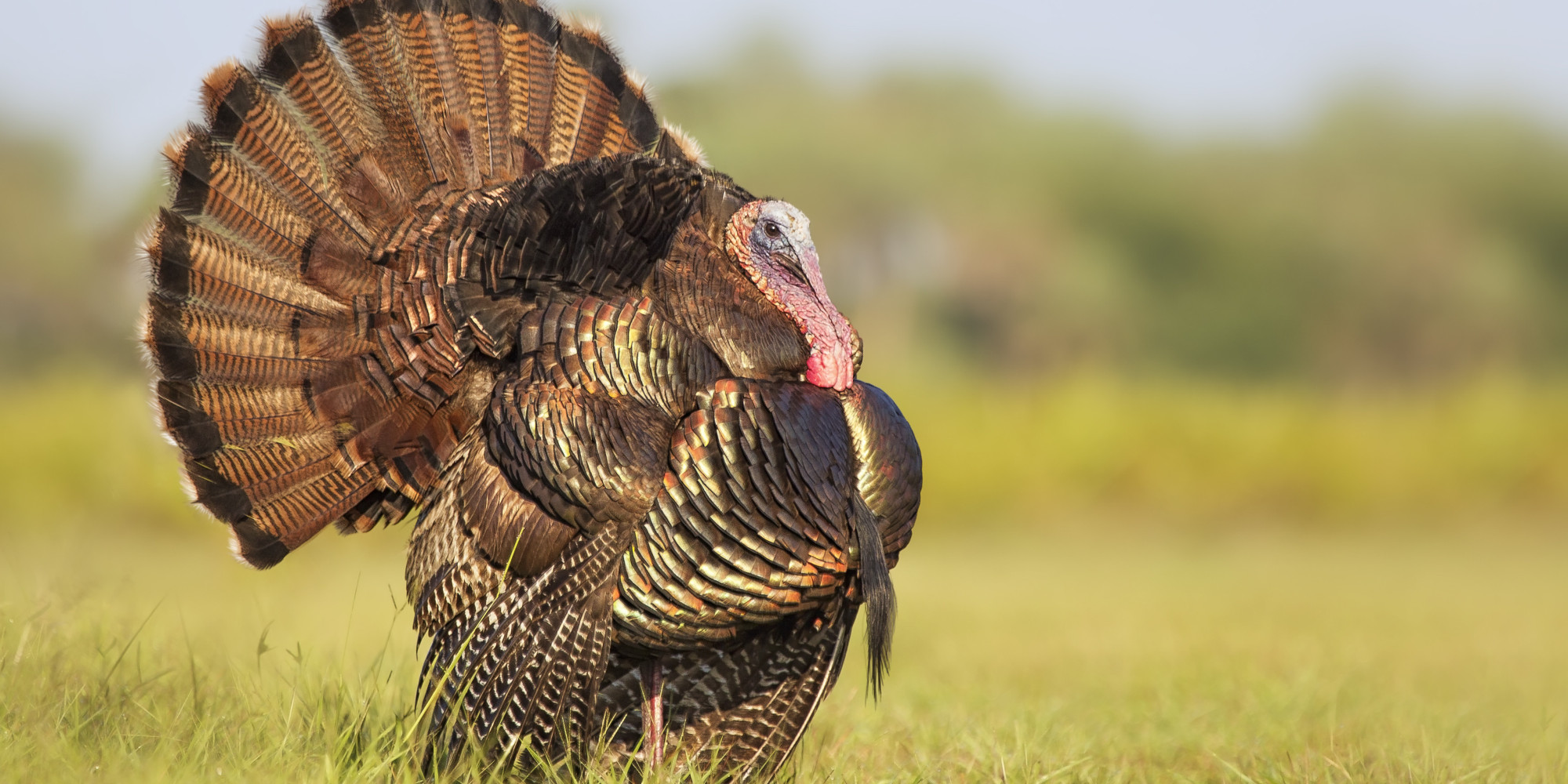 This Is How You Slaughter A Turkey For Thanksgiving | HuffPost