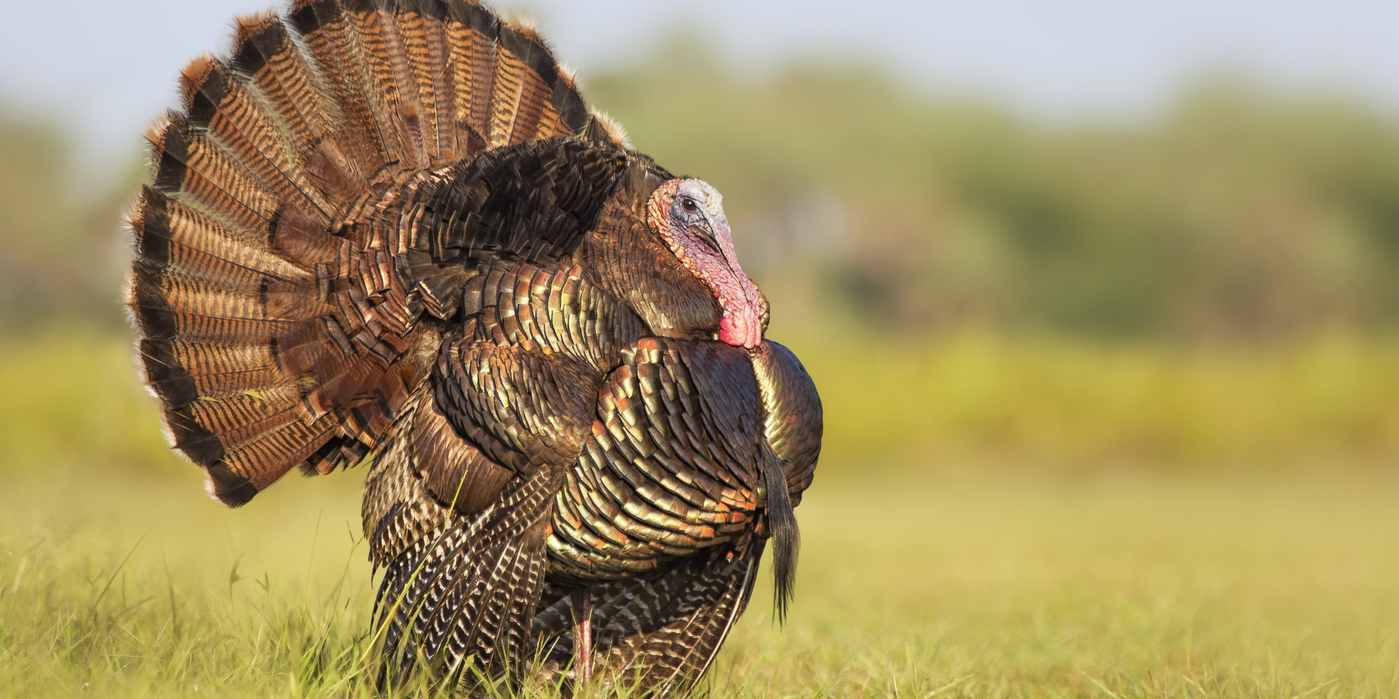 this-is-how-you-slaughter-a-turkey-for-thanksgiving-huffpost