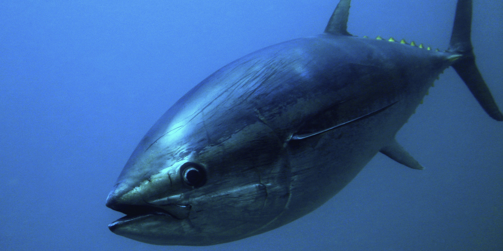You Need to Know: The Sustainable Issues of Serving Tuna | HuffPost