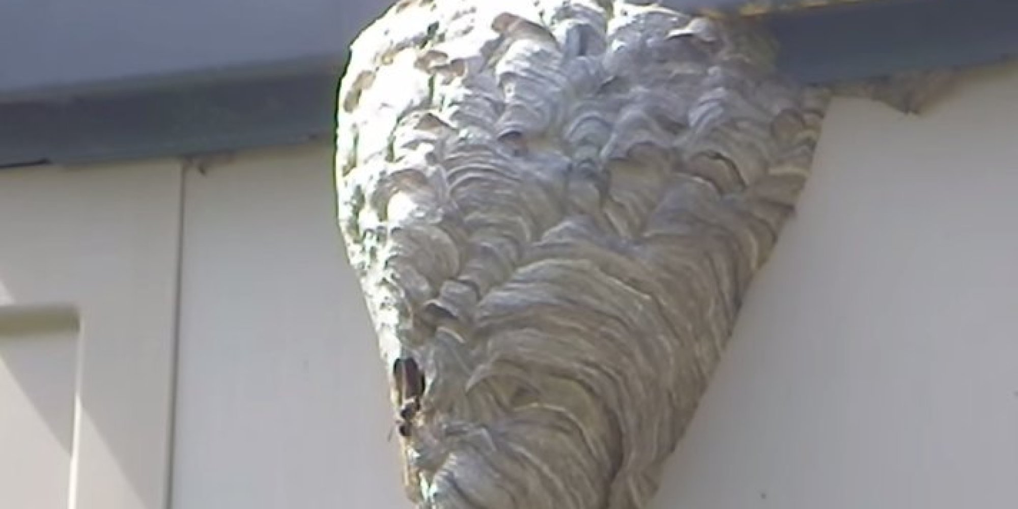 hornets' nest vs. garden hose: don't try this at home