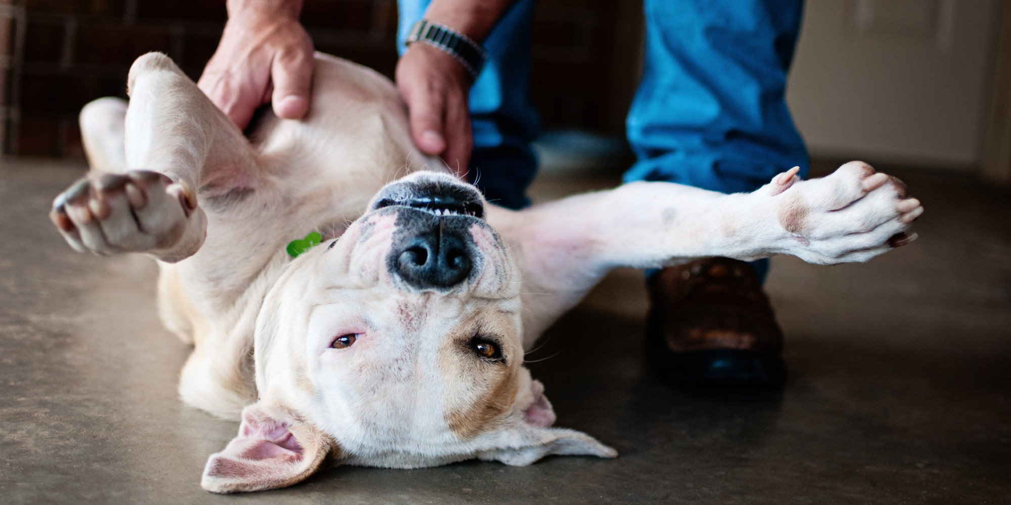 Here's Why Dogs Kick Their Legs When You Rub Their 'Sweet Spot" HuffPost