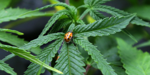 FILE - In this June 25, 2014 file photo, a ladybug crawls on a marijuana plant at Sea of Green Farms, a recreational pot grower in Seattle. Investors in a potential medical marijuana growing operation are trying to persuade a city council in the south-central Illinois town of Effingham to reconsider a zoning request. They're offering up to $1 million to local schools over 10 years to show they're serious about helping the community. (AP Photo/Ted S. Warren, File)
