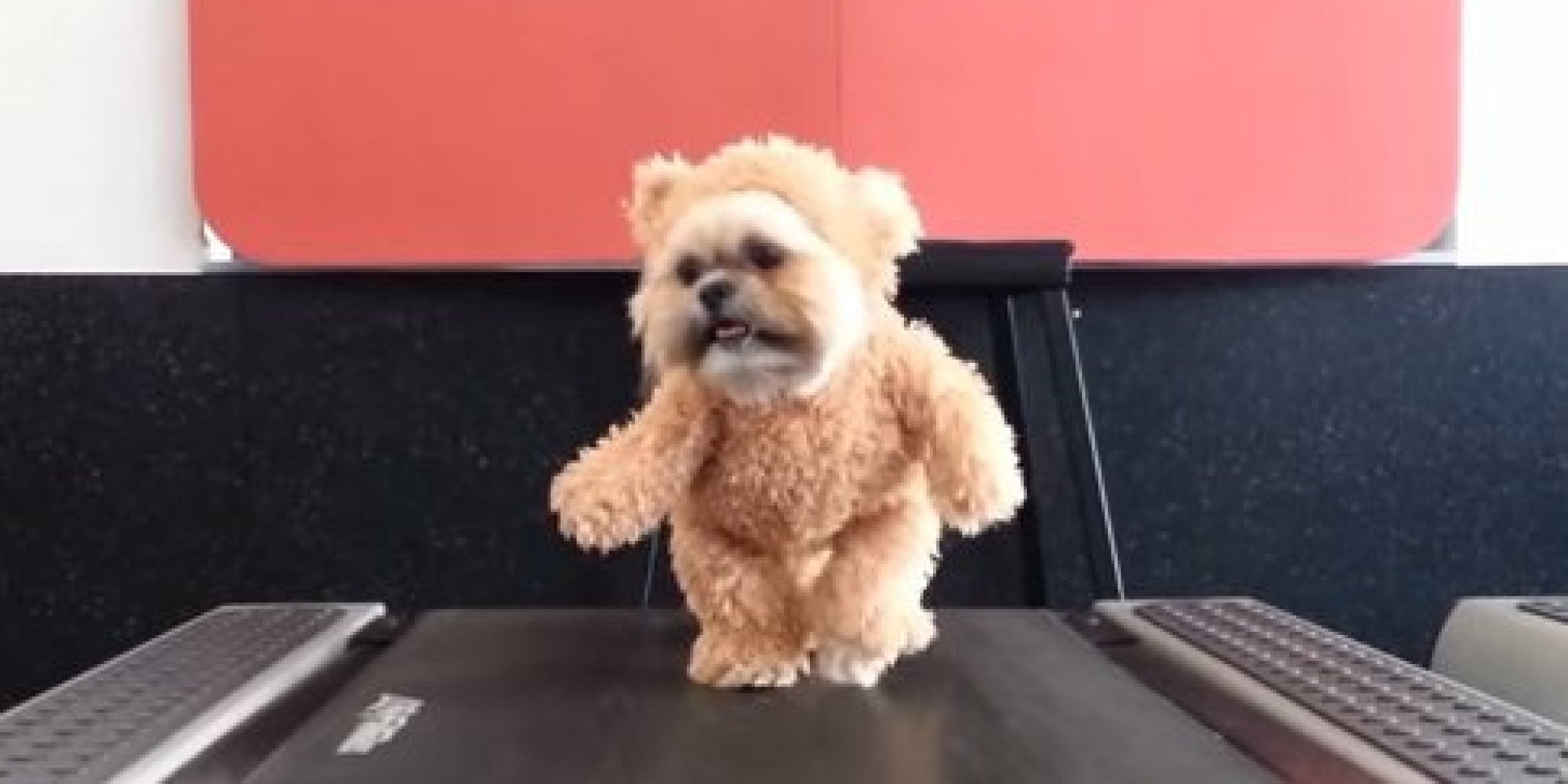 you look like a teddy bear